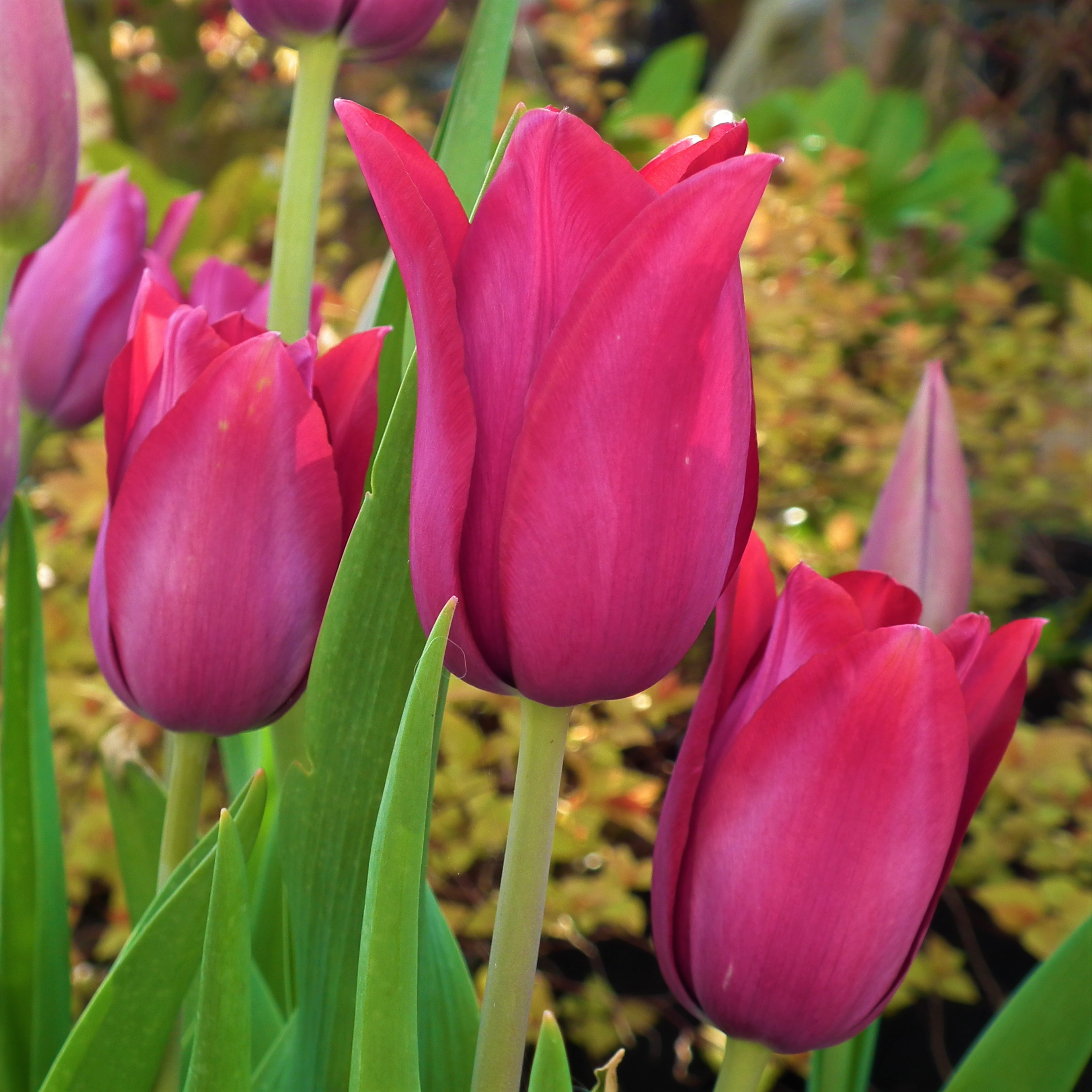 Tulip Merlot